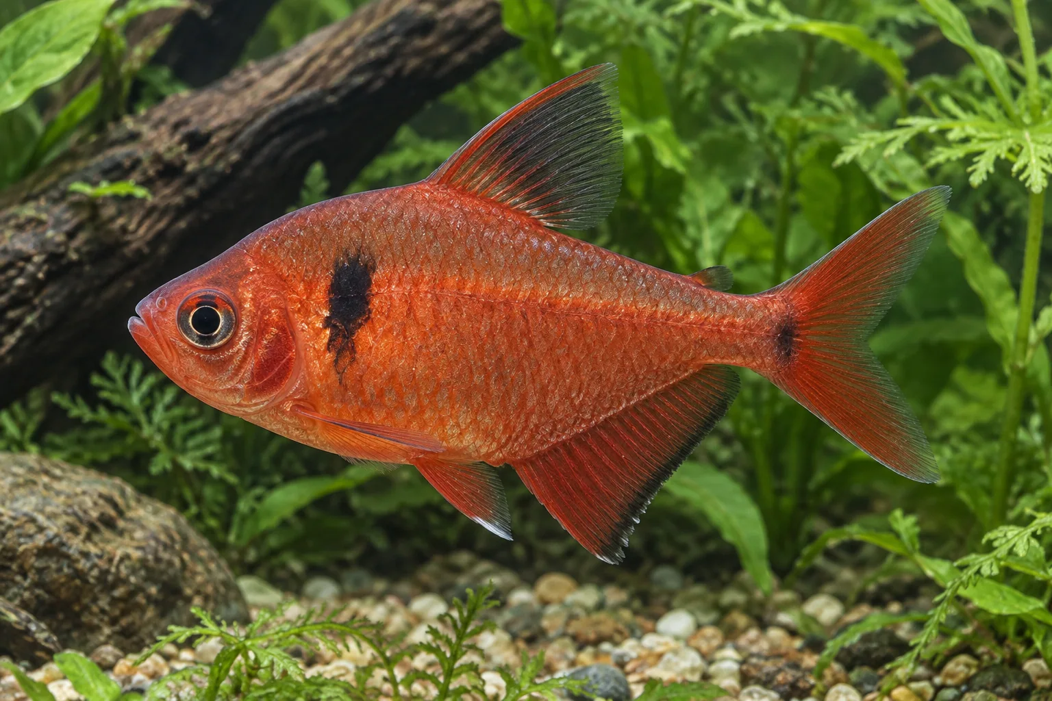 Imagem ilustrativa de Tetra-serpae