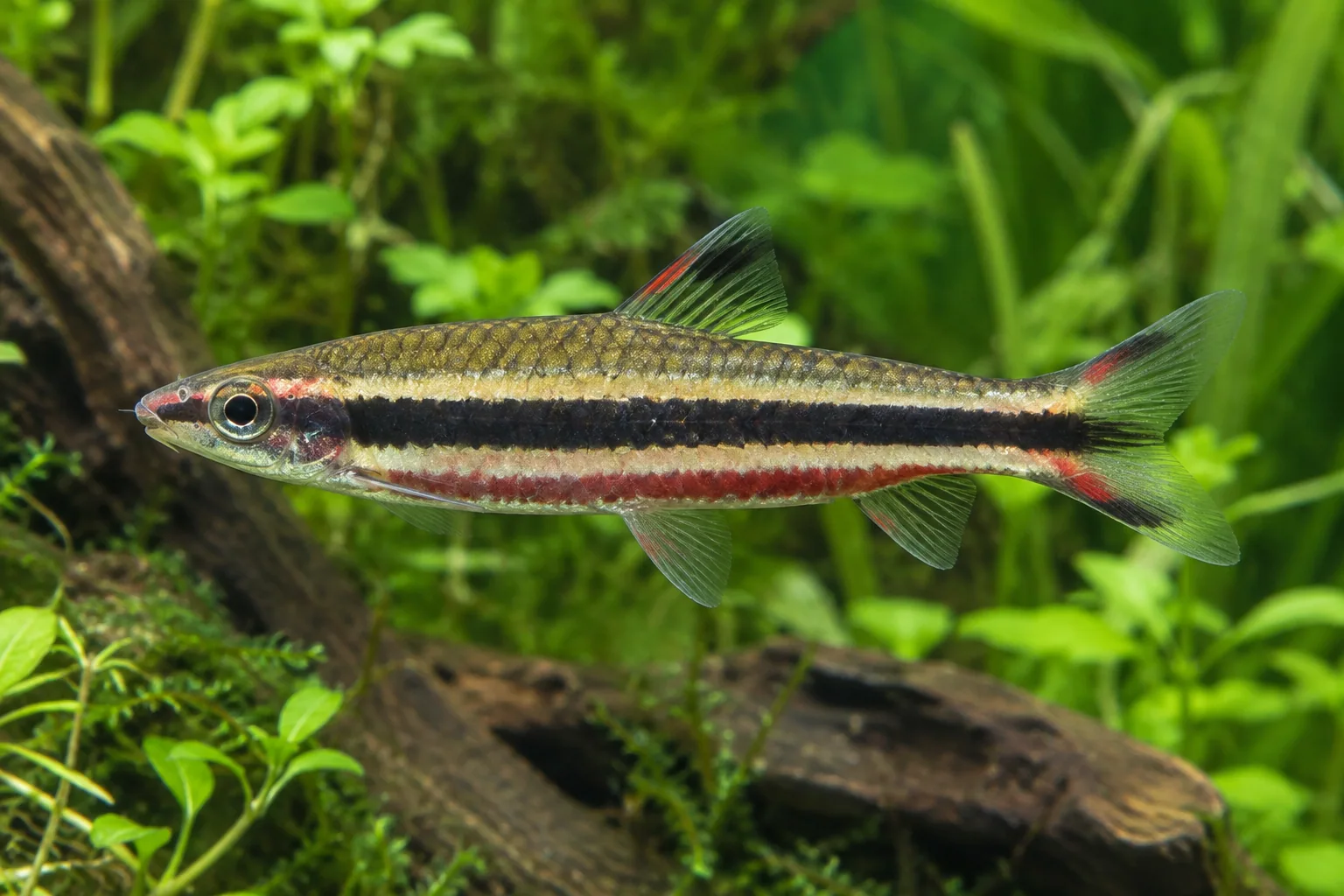 Imagem ilustrativa de Peixe-lápis-anão