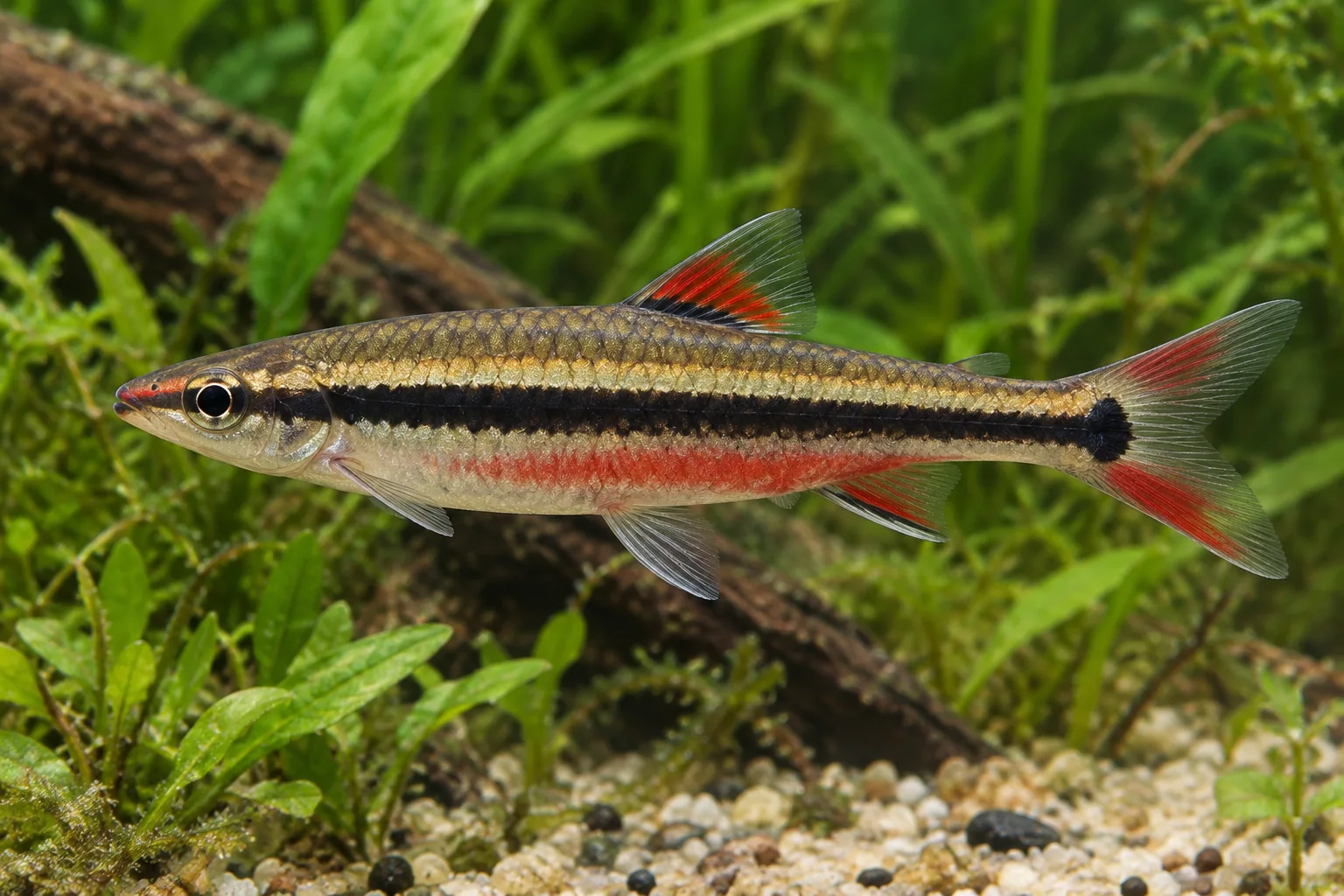 Imagem ilustrativa de Peixe-lápis