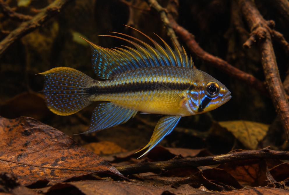 Acará-anão-agassizii em aquário