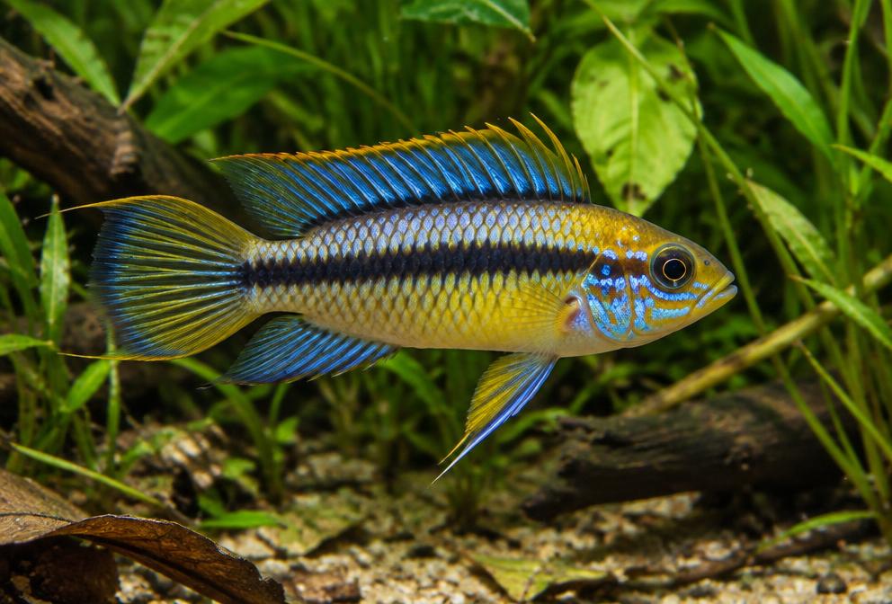 Acará-anão-borellii em aquário