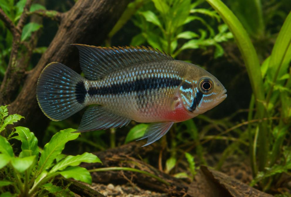 Acará-curviceps em aquário