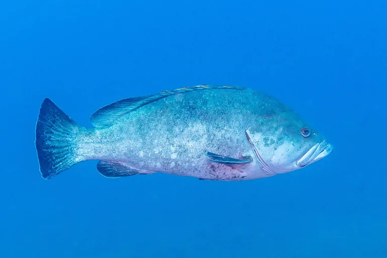 Garoupa-verdadeira (Epinephelus marginatus) em ambiente marinho