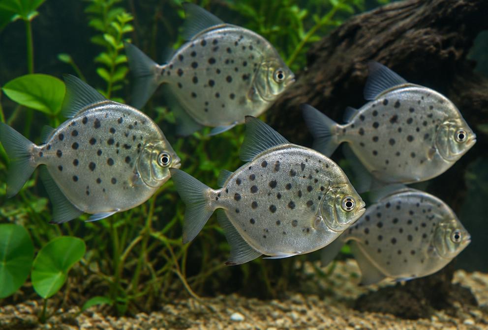 Pacu-manchado em aquário