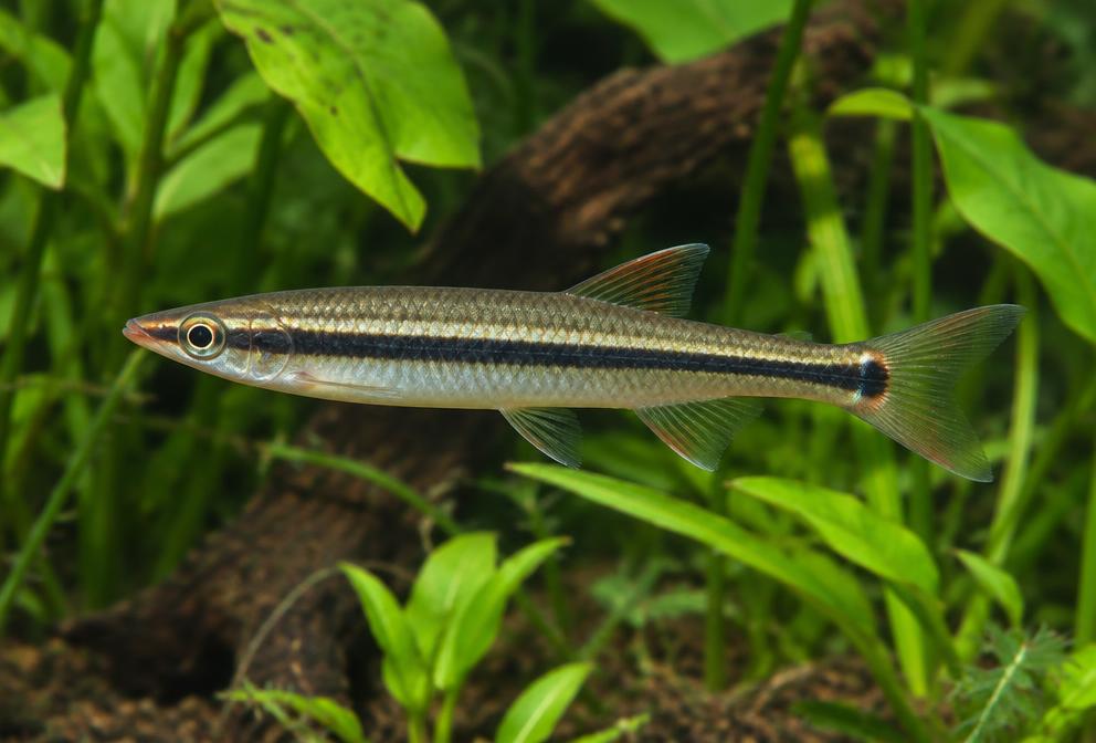 Peixe-lápis em aquário