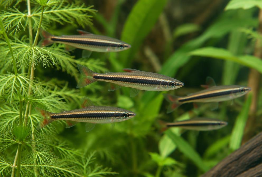 Peixe-lápis-anão em aquário