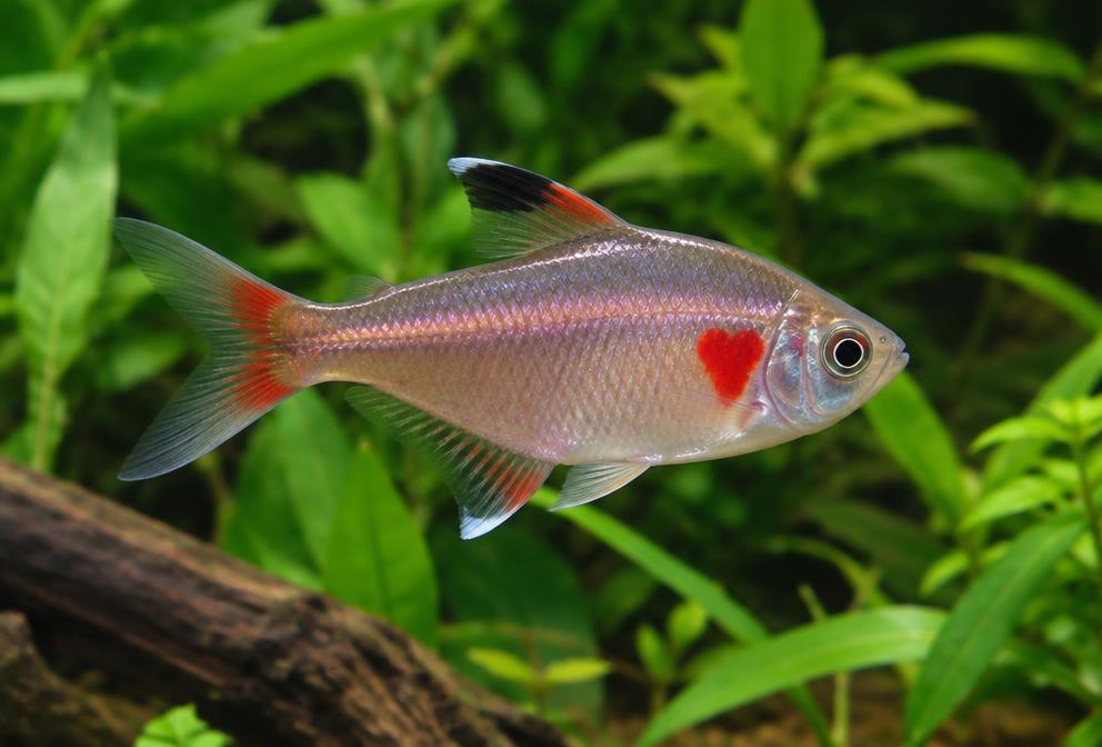 Tetra-coração-sangrento em aquário